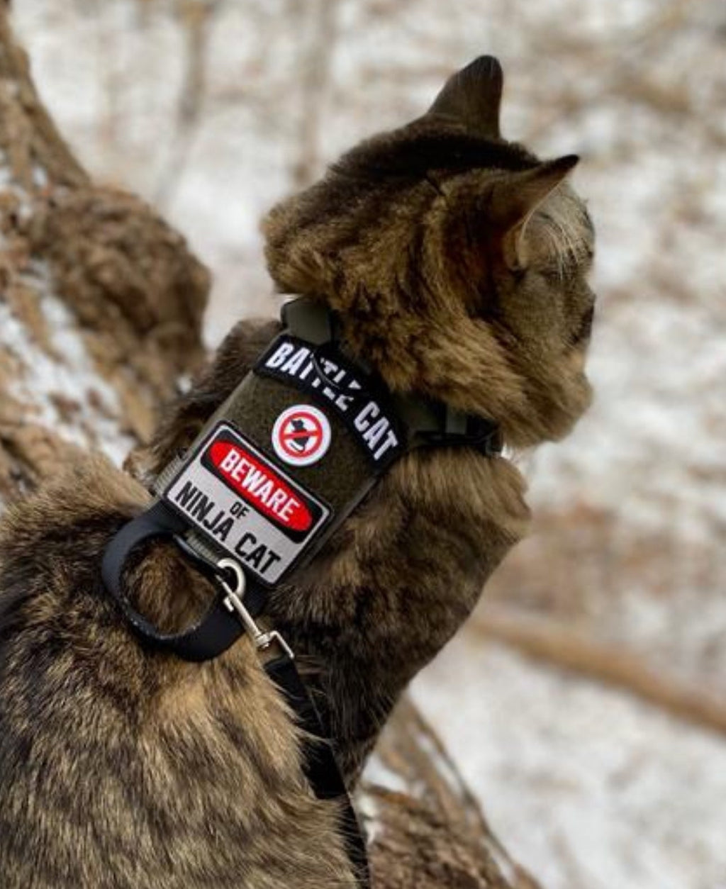 Beware of Ninja Cat Morale Patch