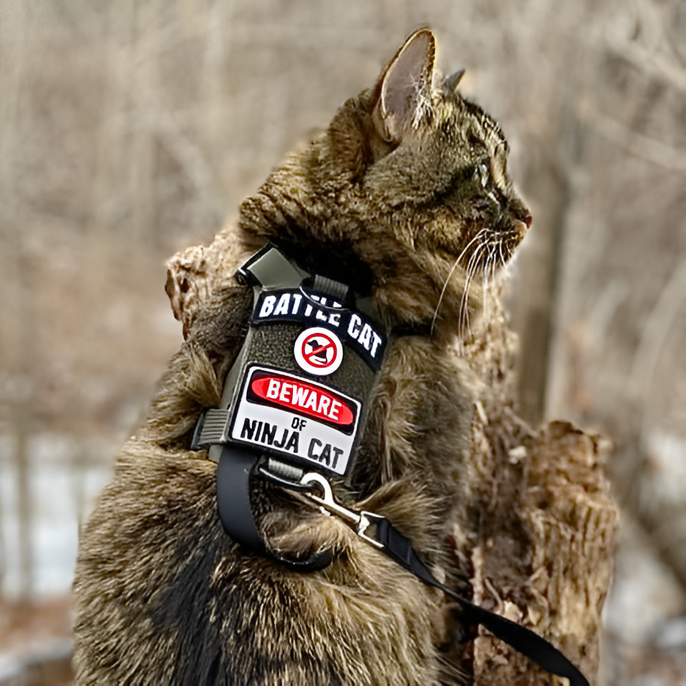 BATTLE CAT Arch Morale Patch