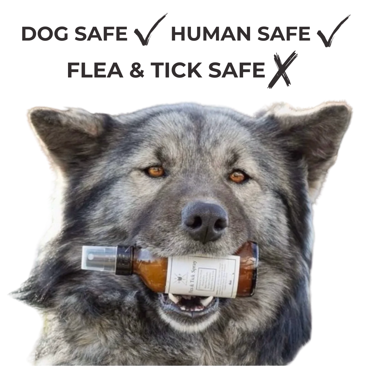Flea & Tick Spray for Dogs - Brought to you by Hoof & Paw Co.