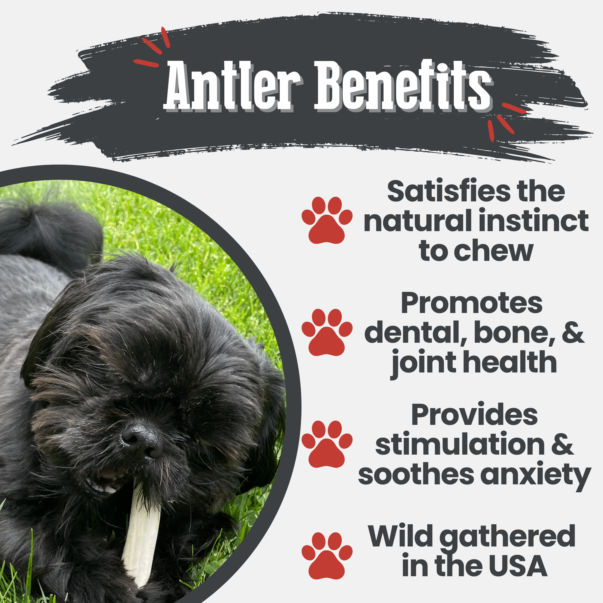 Reindeer Antler Dog Chews | Organic Chews for Dogs