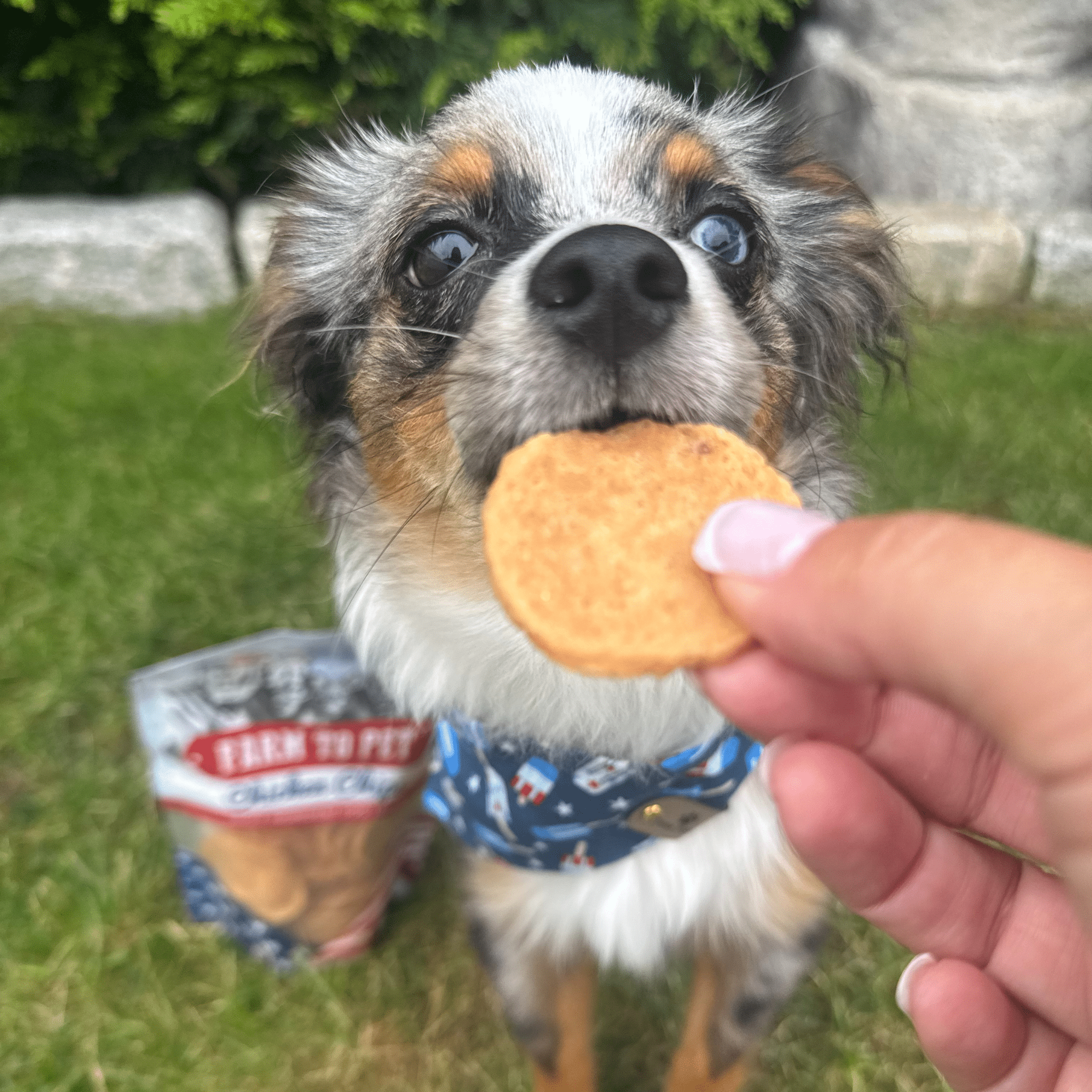 Americana Chicken Chips for Dogs | Farm to Pet