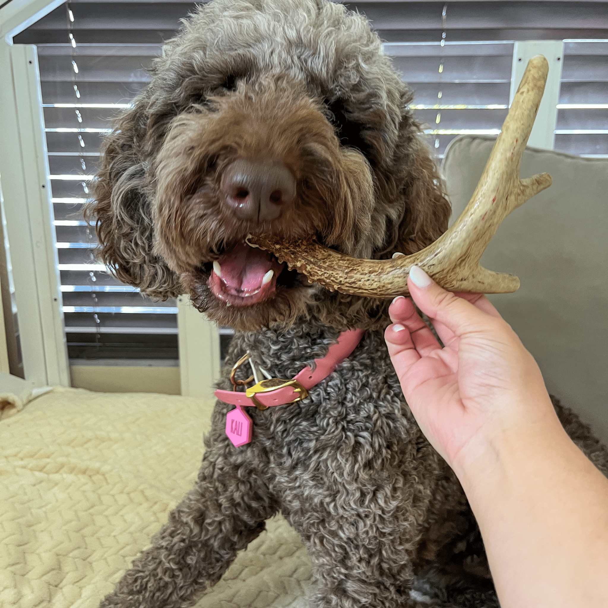 Deer Antler Dog Chews | Organic Chews for Dogs