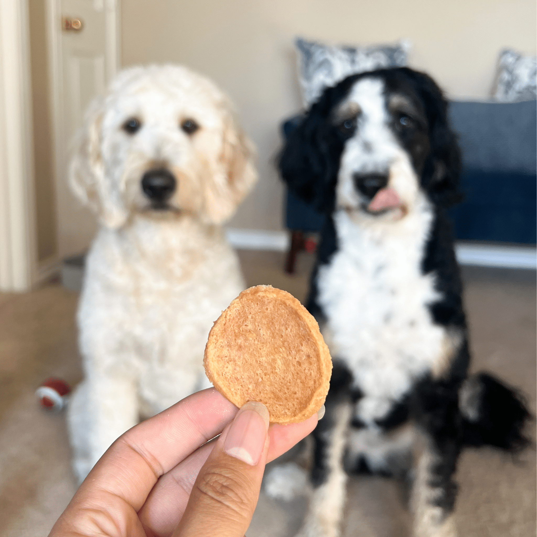 Chicken Chips for Dogs | All-Natural Single-Ingredient | Farm to Pet