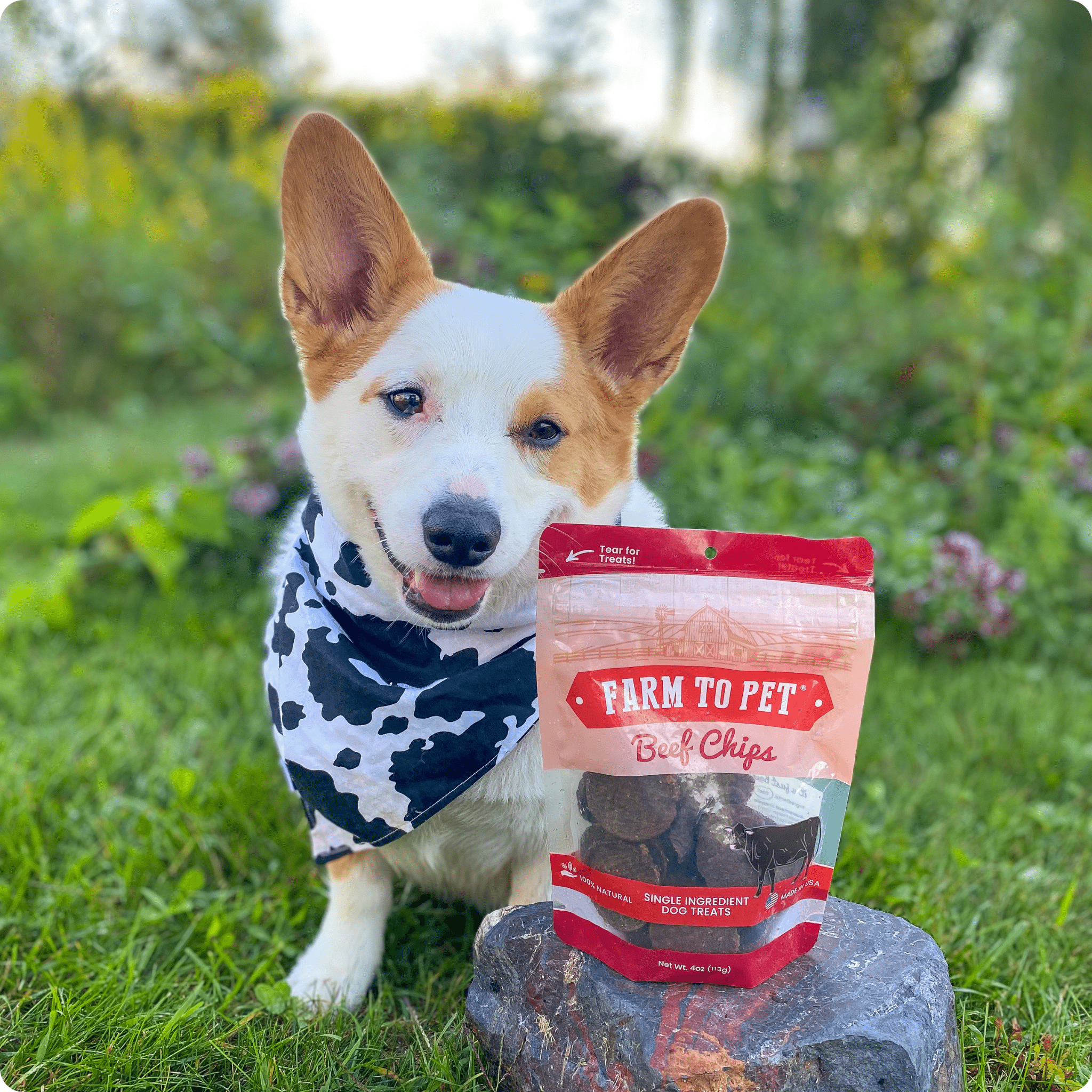 Beef Chips Dog Treats | Single-Ingredient | Farm to Pet