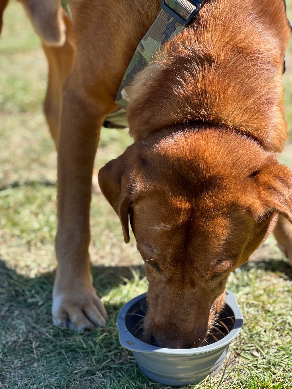 CB1 Collapsible Dog Bowl | Kiloniner