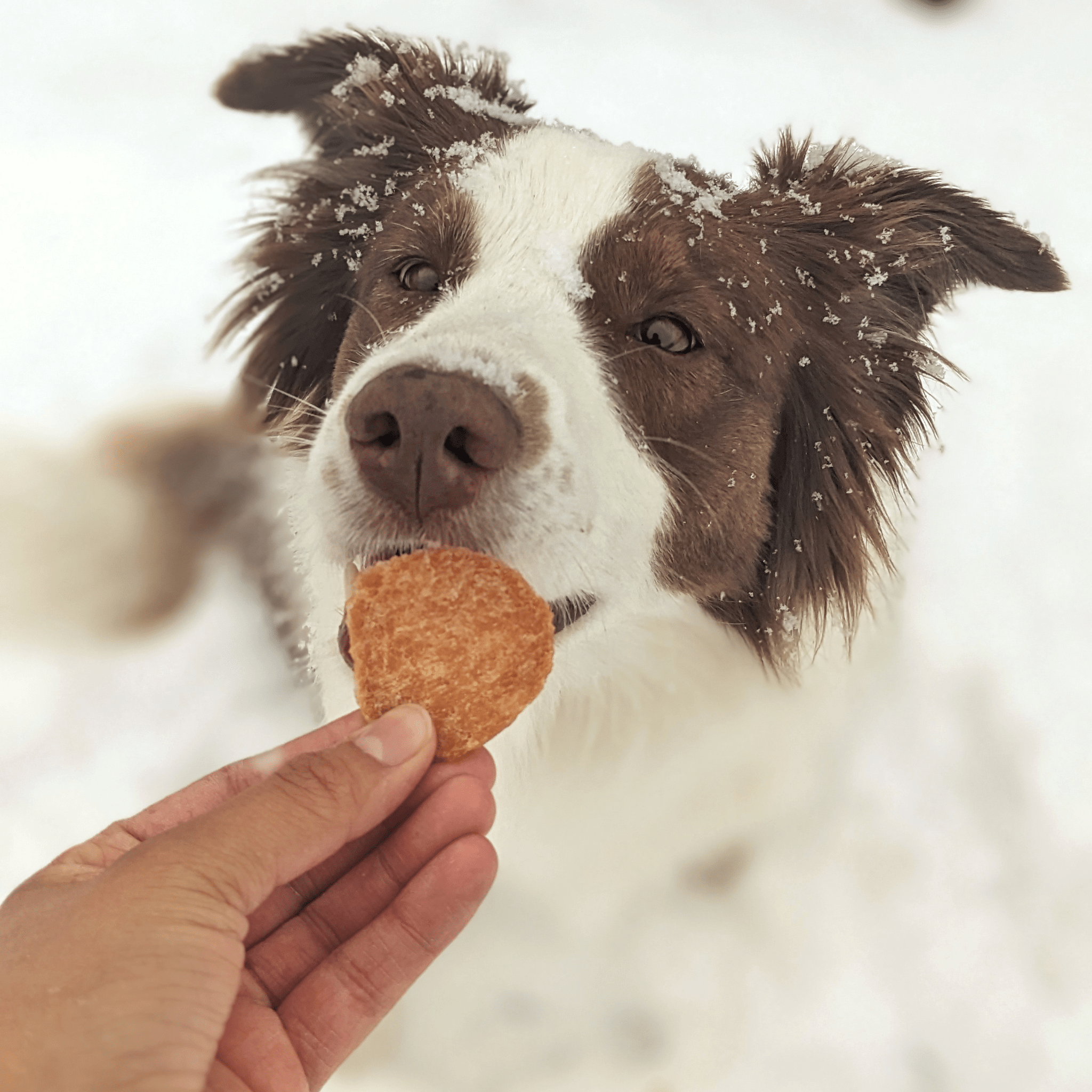 Healthy Holiday Treat Chips | Chicken & Turkey | Farm to Pet
