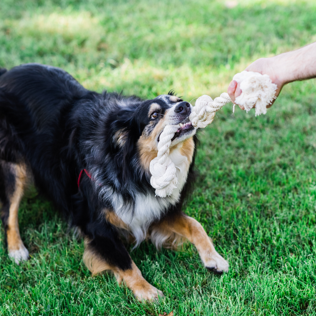 Boba & Vespa 100% Organic Cotton Rope Dog Toy - 5 Sizes