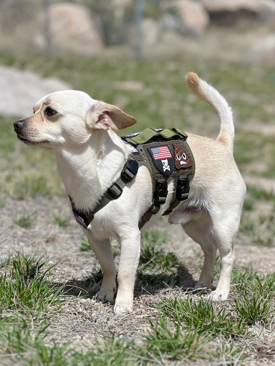 K9R - M5 MOLLE Light Vest